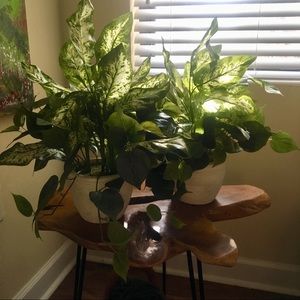Two New Faux Pothos Plants 🌱 $25 for both.